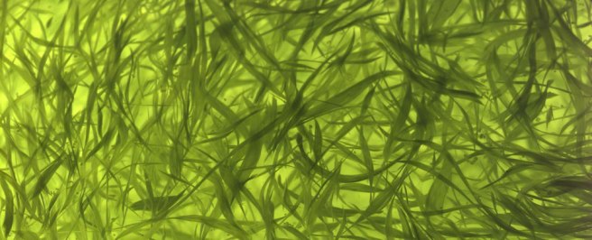 Algae-1.jpg