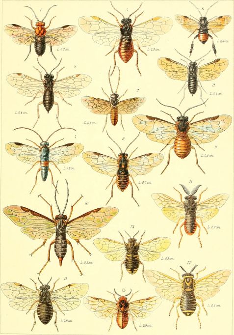 Die_insekten_Mitteleuropas_insbesondere_Deutschlands_(1914-(26))_(20935587561)